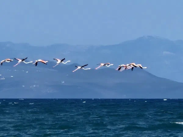 Flamingos flying above the sea in front of a mountain range