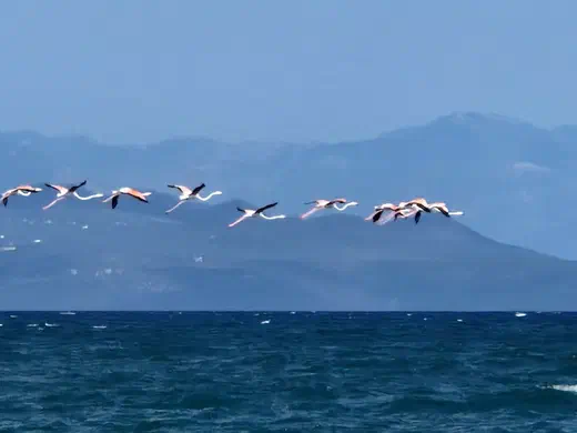 Flamingos fliegen über dem Meer vor einer Bergkette