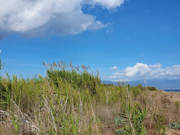 Reeds in the dunes, the sea and mountains behind