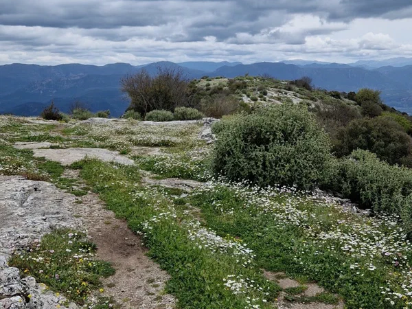 Rocky ridge path full of white daisies, a mountain range behind