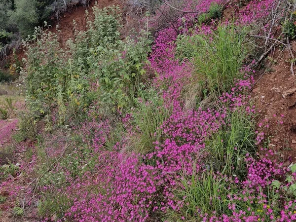 Slope full of pink wild flowers at the edge of the woods