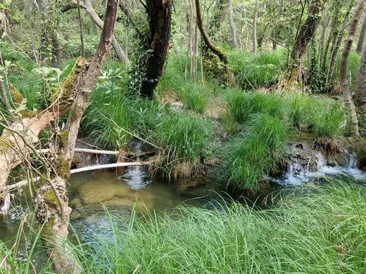Bach im Wald, das Wasser fließt über Grasbulten