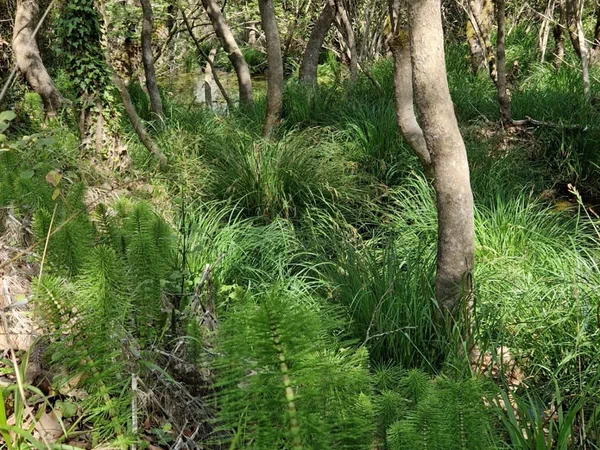 Light riparian woodland with horsetails and grasses