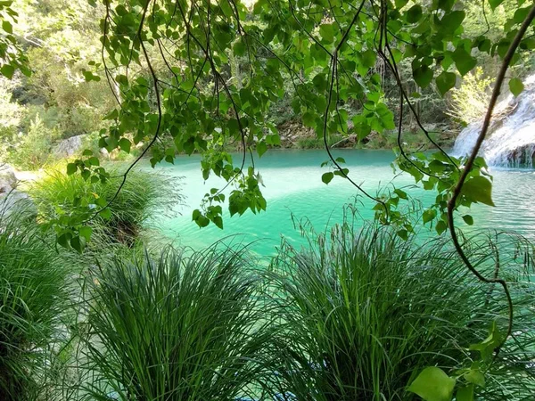 Turquoise lake beneath overhanging branches