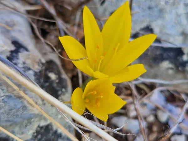 Yellow autumn flowers among stones and dry stalks