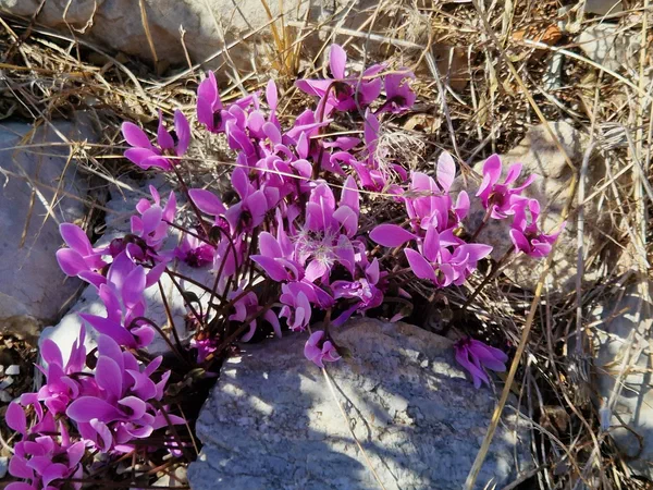 Pink cyclamen among limestone rocks