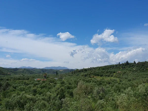 View across olive groves towards wooded hills under a blue sky