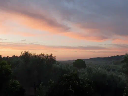 Morgenrot über den Olivenhainen, am Horizont das Meer