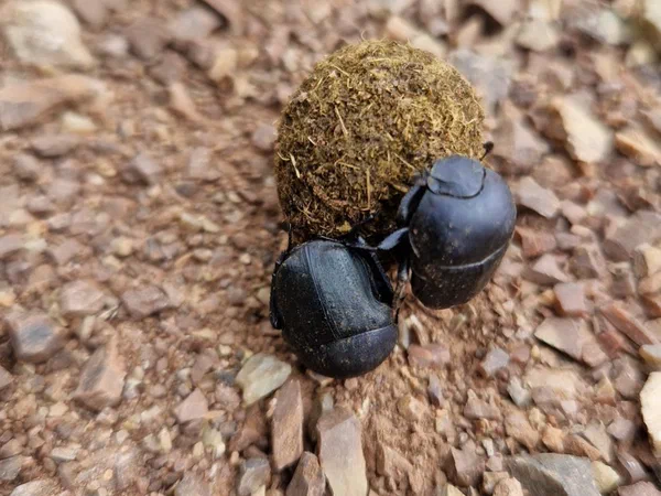 Two dung beetles rolling a ball across stony ground