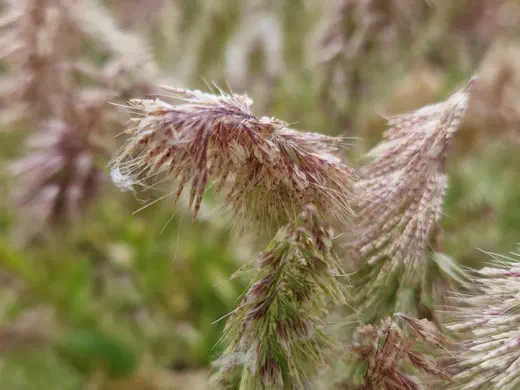 Rosa und grüne Grasrispen mit Gänseblümchen