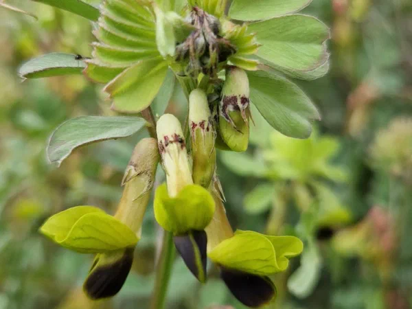 Yellow pea-like flowers of a wild plant