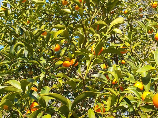 Kumquat tree full of orange fruit against a blue sky