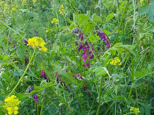 Wiese mit violetten Wicken und gelben Wildblumen