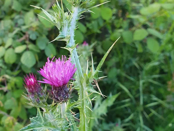Thistle with pink flowers