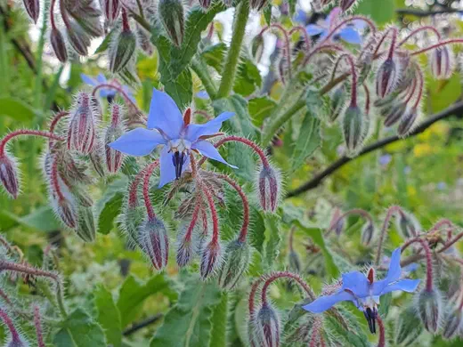 Blau blühender Borretsch zwischen Gräsern