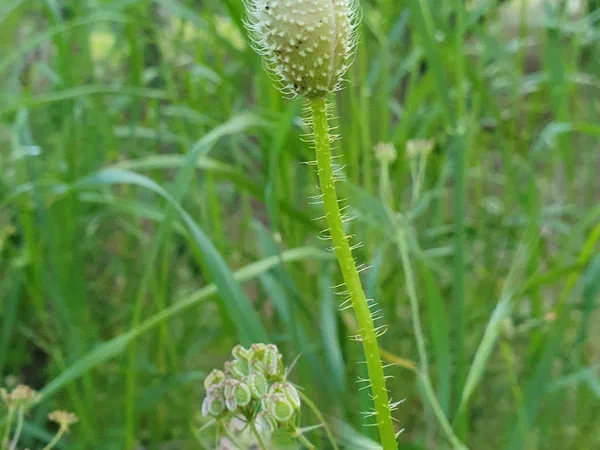 Hairy bud of a wild flower in the meadow