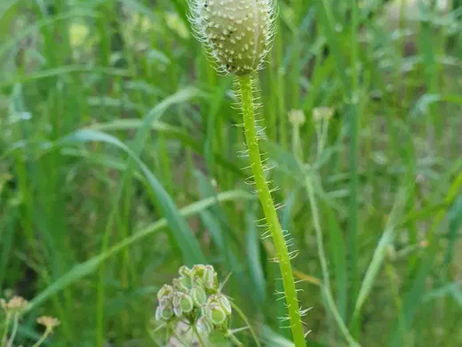 Behaarte Knospe einer Wildblume auf der Wiese