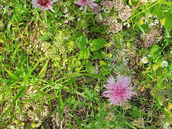 Meadow with pink knapweed and white umbels