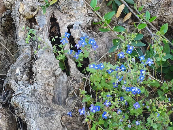 Blue speedwell flowering at the foot of a gnarled olive trunk