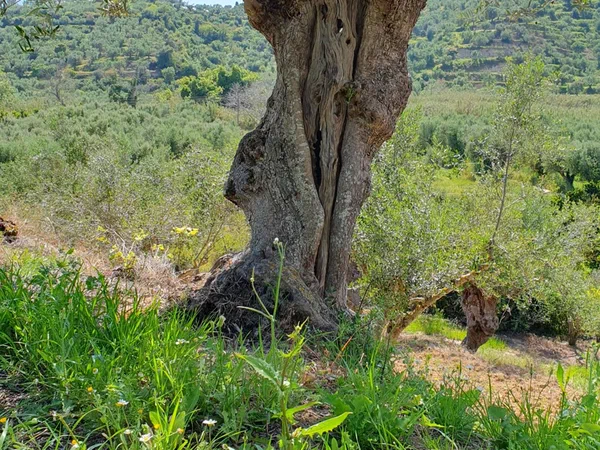 Old olive tree with a split trunk, olive groves and hills behind