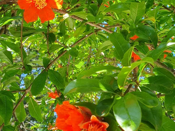 Bright orange pomegranate blossom