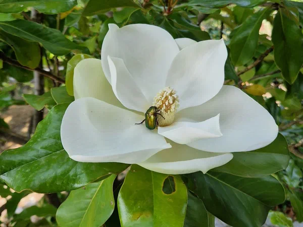 White magnolia flower with a shimmering green rose chafer