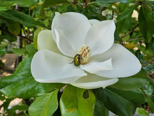 Weiße Magnolienblüte mit einem grün schillernden Rosenkäfer