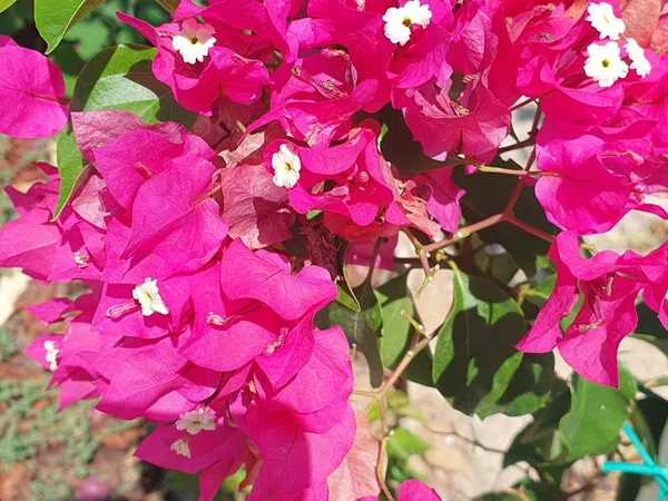 Pink bougainvillea with small white flowers