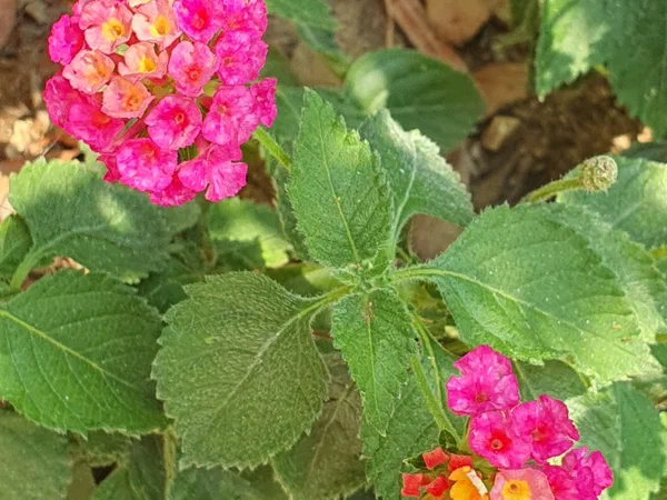 Lantana in pink and orange