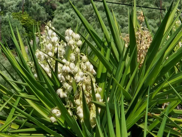 Flower spike of a yucca