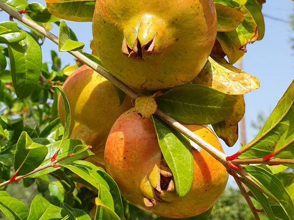 Ripening pomegranates on the branch