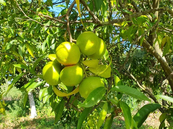 Green mandarins on a citrus tree