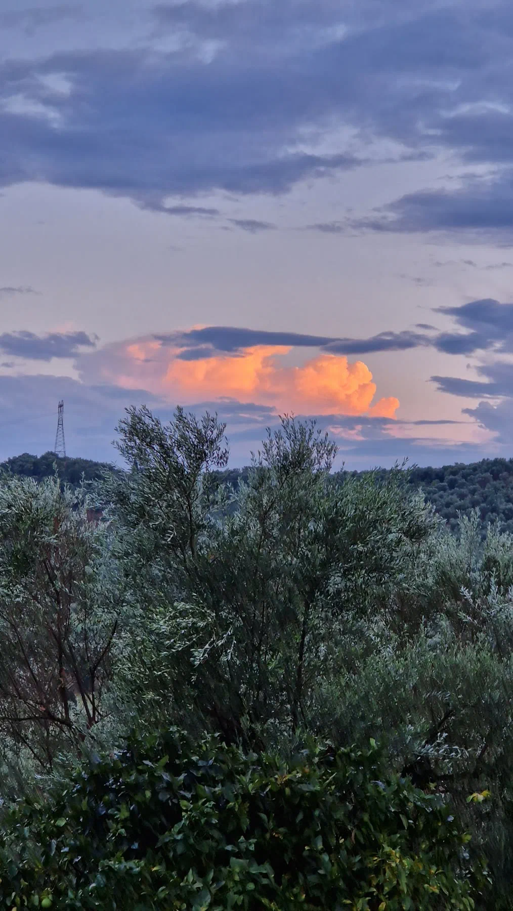 Abendhimmel mit orange angeleuchteten Wolken über Olivenbäumen
